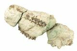 Partial Oreodont (Eporeodon) Upper Skull - South Dakota #270116-2
